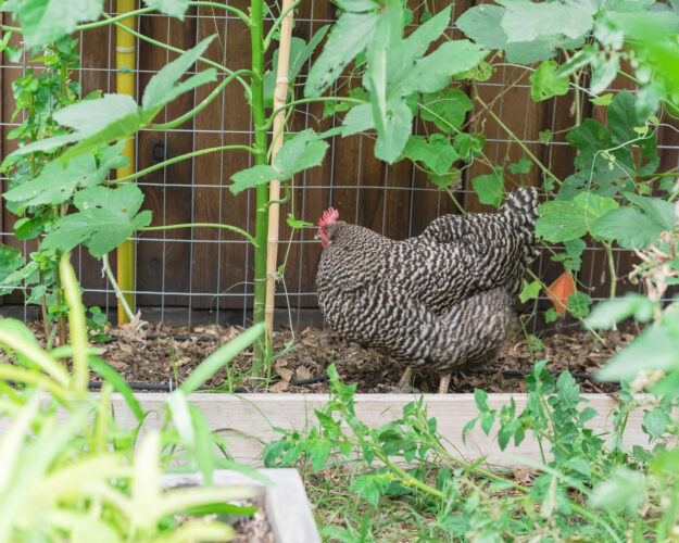 Chickens in the Garden: Eggs, Meat, Chicken Manure Fertilizer and More